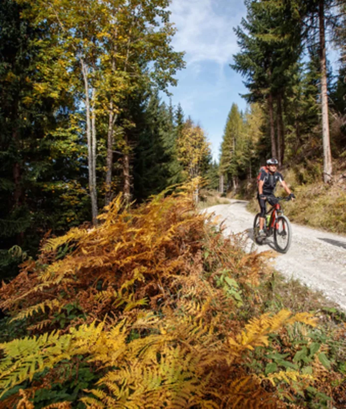 Mountain bikers ride along a forest path past ferns